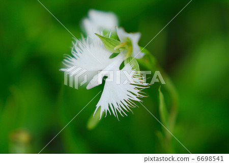 蘭科 蘭科 6698541