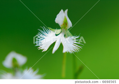 蘭科 蘭科 6698565