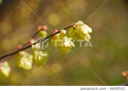 Hyuga mizuki 6698581