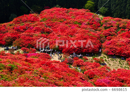 Katsuragiyama的杜鵑花園 Katsuragiyama的杜鵑花園 6698615