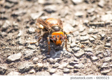 Is it dying or not! 6699323