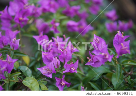 Flowers 6699351