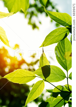Green leaves Green leaves 6699471