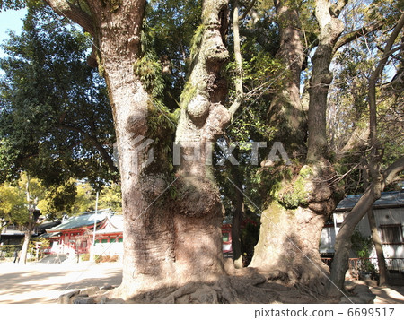 永田神社的Kusunoki 永田神社的Kusunoki 6699517