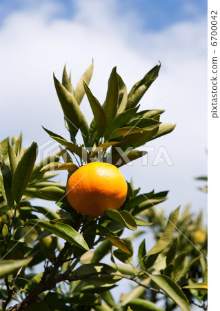Mandarin orange field Mandarin orange field 6700042