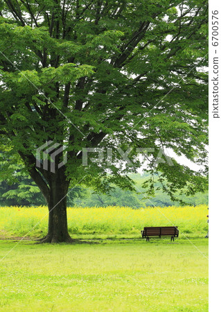 強姦鮮花，長凳和公園 6700576