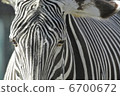 Zebra's gentle eyes 6700672