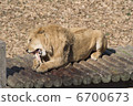Meal of Rioo king of beasts 6700673