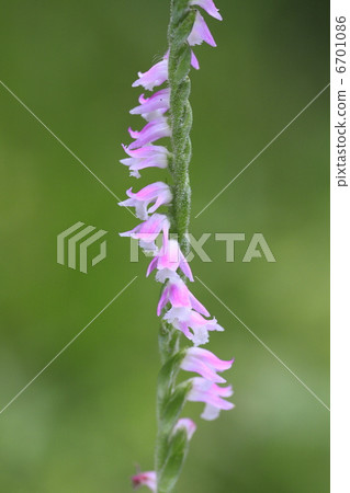 Screw flowers 6701086