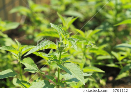 Herb bergamot 6701112