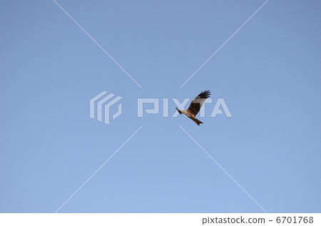 Komonbi flies the blue sky Komonbi flies the blue sky 6701768