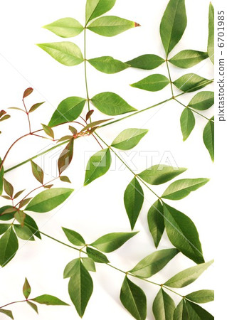 背景材料·綠葉和南部的嫩葉·白背垂直位置向上 6701985