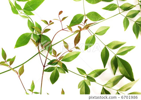 背景材料·綠葉和南部的嫩葉·白背水平位置向上 6701986
