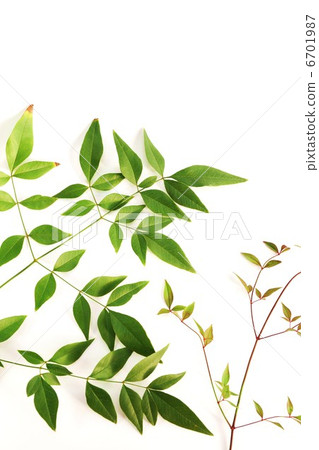 背景材料·南部天空的綠葉和幼葉·白背垂直位置 背景材料·南部天空的綠葉和幼葉·白背垂直位置 6701987