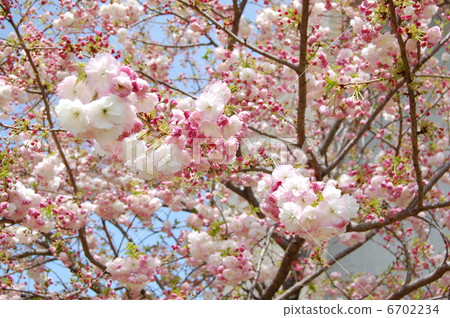 Satzakura shogatsu 6702234