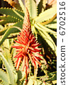 Aloe flowers 6702516