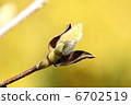 Hakkumen's bud 6702519