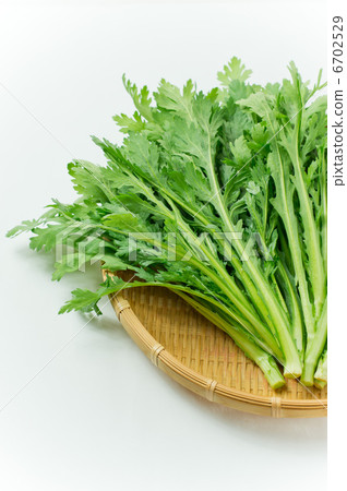 食用菊花 6702529
