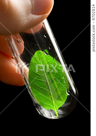 Hand holding a test tube with leaf Hand holding a test tube with leaf 6702814