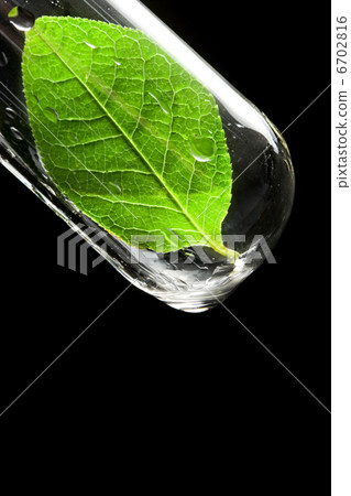 Test tube with leaf Test tube with leaf 6702816