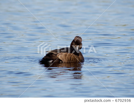 Tufted Duck 6702936