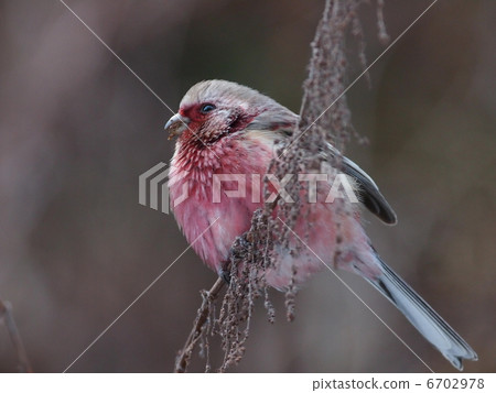 Benimashico男 6702978