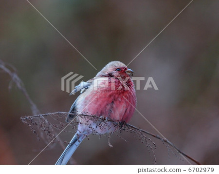 Benimashico男 6702979