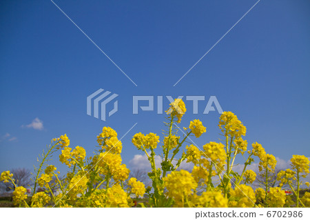 油菜花和藍天 油菜花和藍天 6702986