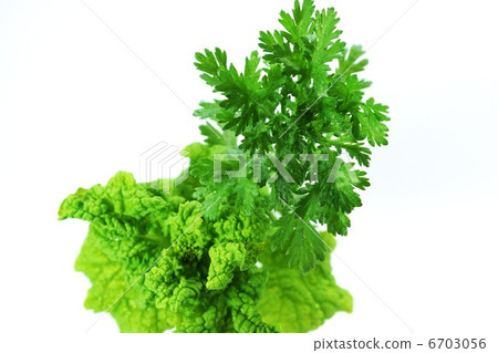 Vegetable background material - Fresh picked chrysanthemums and vegetables - White back sideways position 6703056