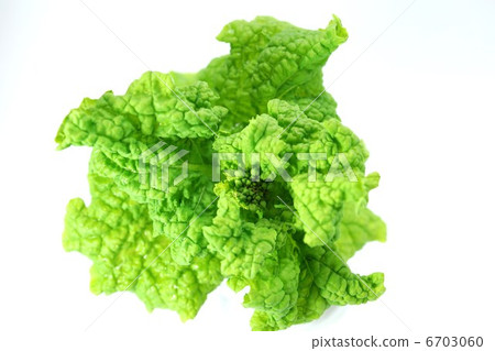 Vegetable background material - Freshly picked vegetable flowers - White back sideways position Vegetable background material - Freshly picked vegetable flowers - White back sideways position 6703060