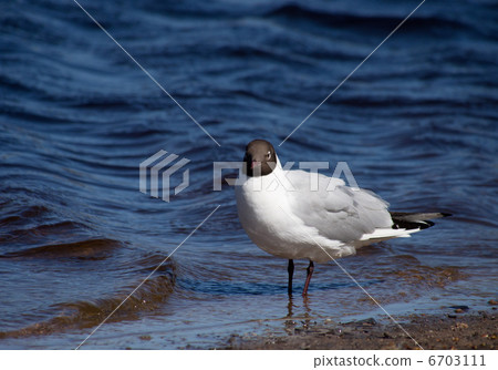 Seagull Seagull 6703111