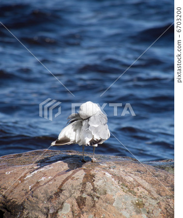 Seagull Seagull 6703200