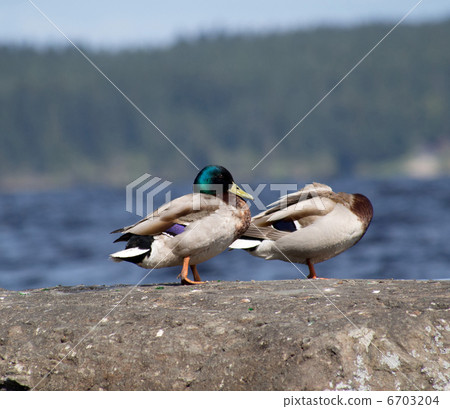 duck on the lake duck on the lake 6703204