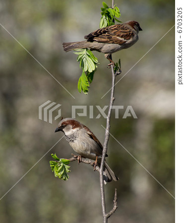 sparrow sparrow 6703205
