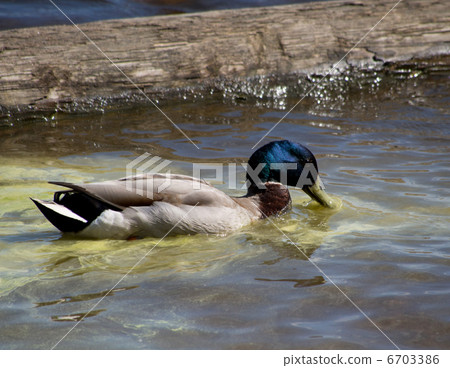 duck on the lake 6703386