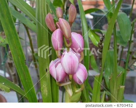 Enzan Spring In The Mood 6703452