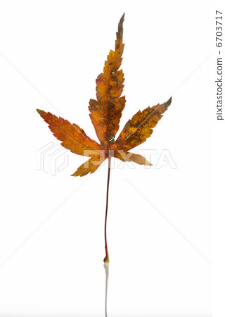 Autumn leaves White background 6703717