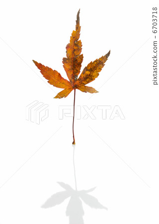 Autumn leaves White background 6703718