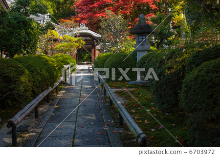 Kurodani Kimiki Kohmeraji Tower Head Epidermis 6703972