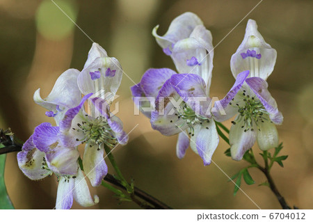 Torikabuto花 6704012