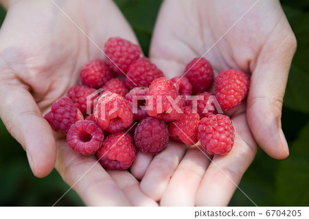Raspberries in the hands Raspberries in the hands 6704205