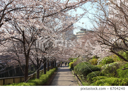 Cherry blossom rows on the Meguro River Cherry blossom rows on the Meguro River 6704240