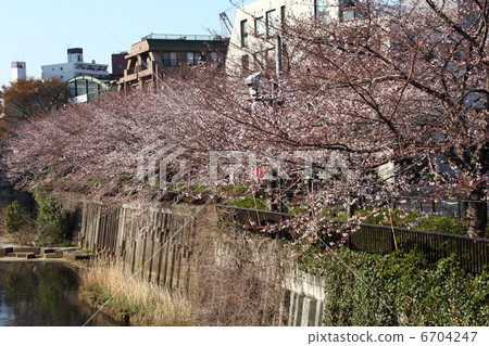 Cherry blossom rows from the Meguro River and Tadaki-bashi Cherry blossom rows from the Meguro River and Tadaki-bashi 6704247