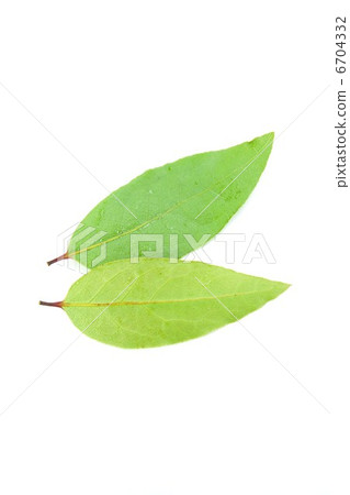 Leaves of fragrant laurels before drying · 2 leaves vertically 6704332