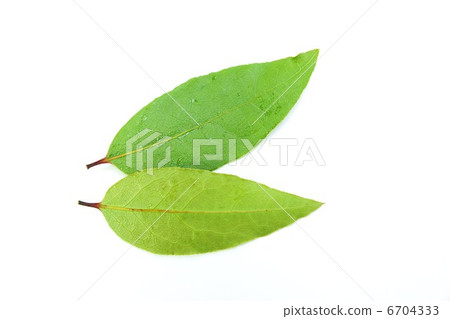 photo : laurel leaf, bay laurel, laurel