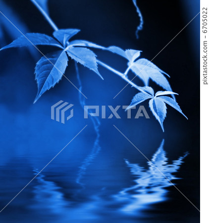 Green leaves reflected in rendered water Green leaves reflected in rendered water 6705022
