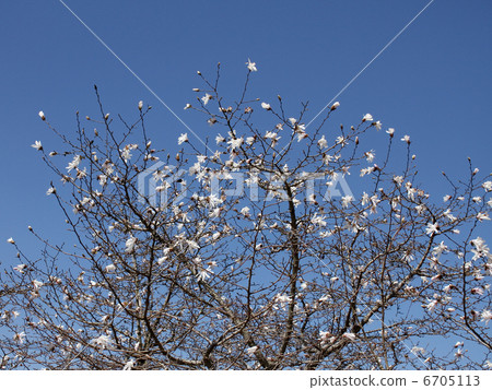 Kobushi Kobushi 6705113