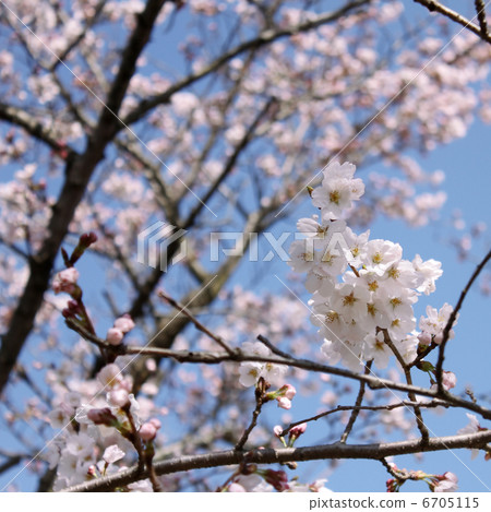 Sakura Sakura 6705115