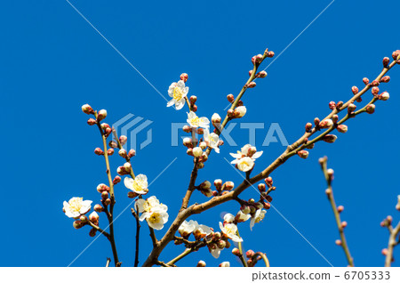 Early spring plum blossoms 6705333