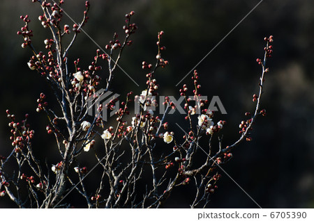 Early spring white plum 6705390